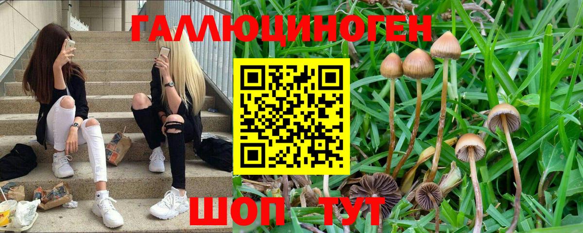 Псилоцибиновые грибы Psilocybine cubensis Кызыл