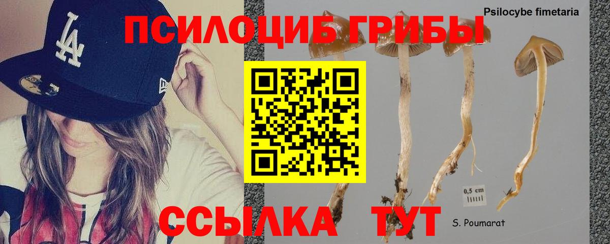 Галлюциногенные грибы Psilocybe  Вход с VPN  Кызыл 